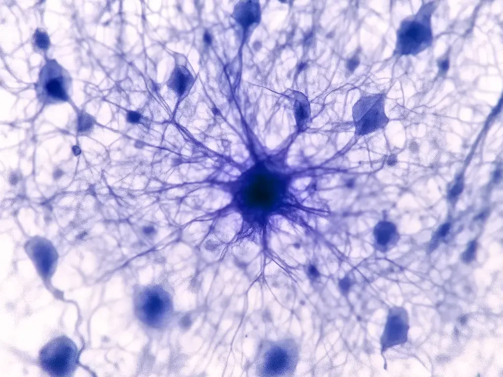 El astrocito digital que anticipa cada decisión